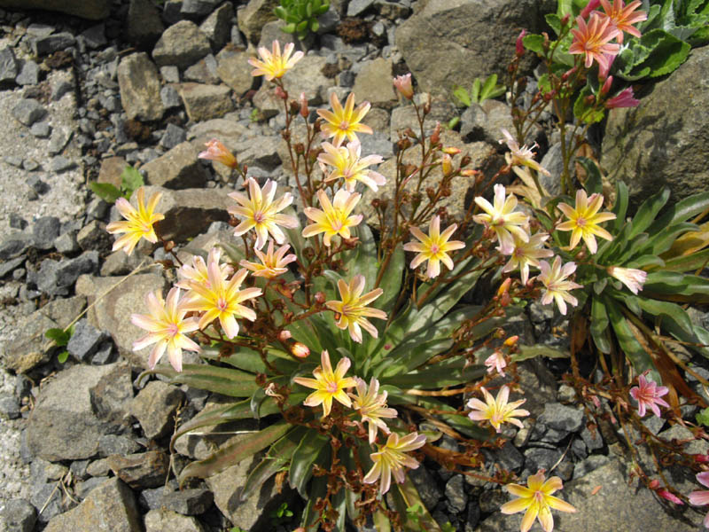 Lewisia longipetala 'Little Peach' photo